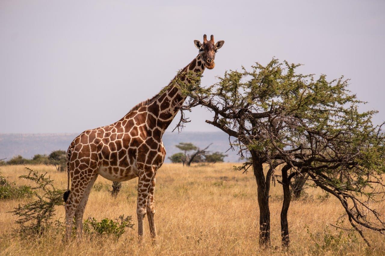 Kenya Safari Adventure